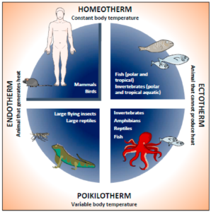 endothermic homeotherm 1681573310