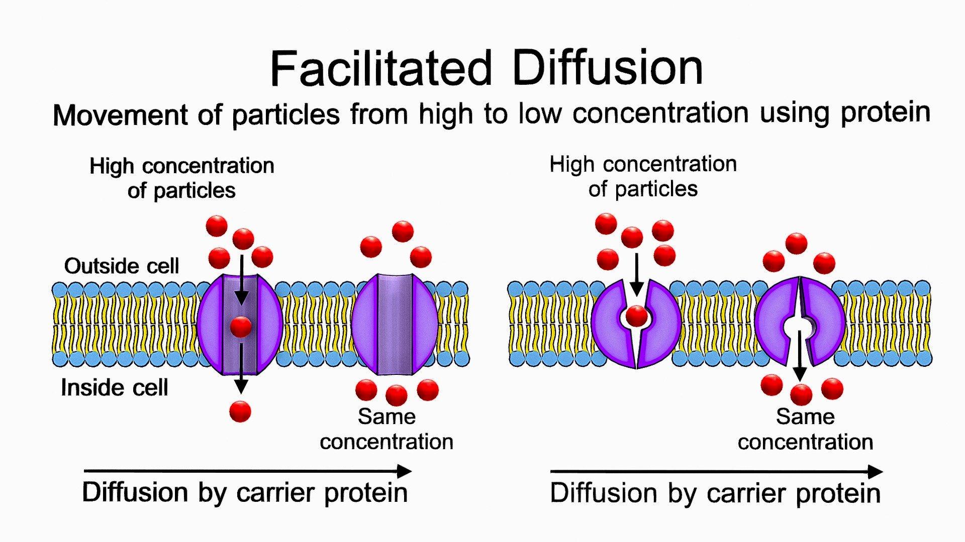 the-role-of-carrier-proteins-in-facilitated-diffusion