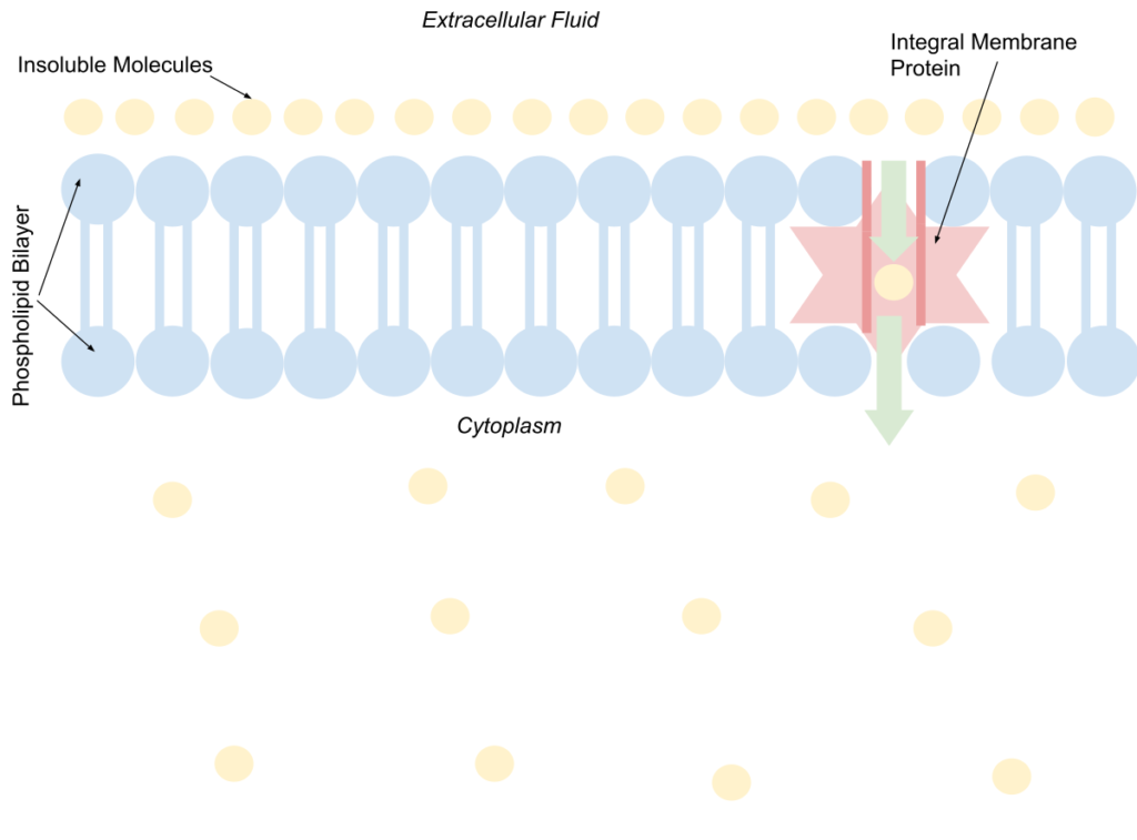 The Role of Carrier Proteins in Facilitated Diffusion