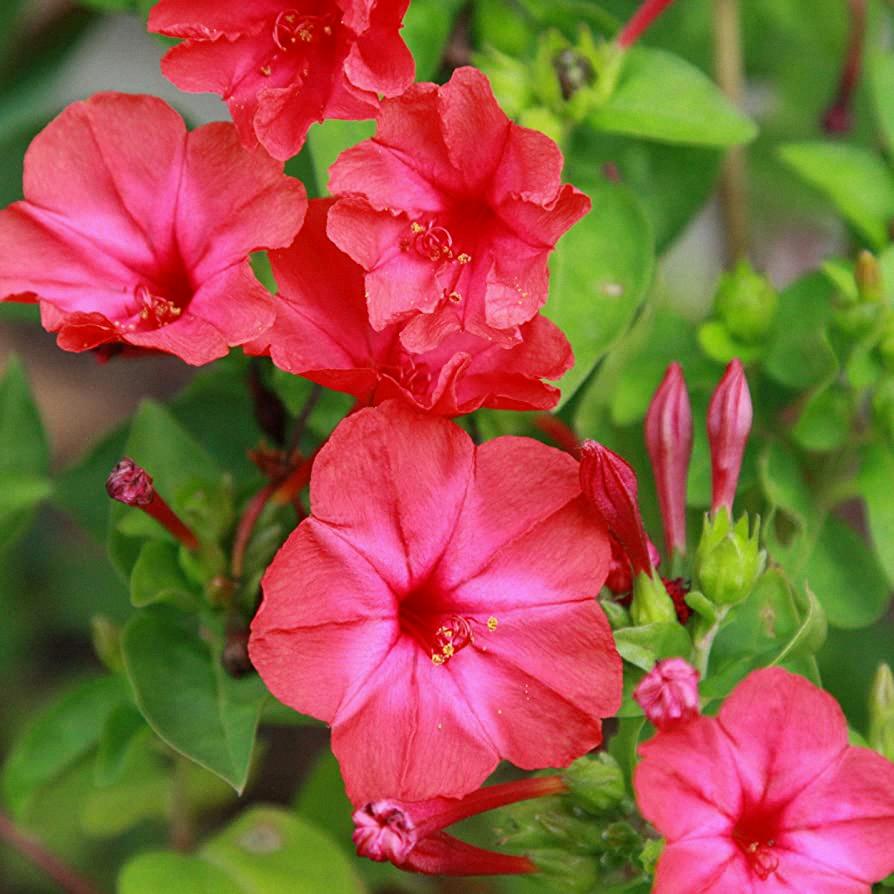 Four O'Clock Flowers - Beautiful But Poisonous