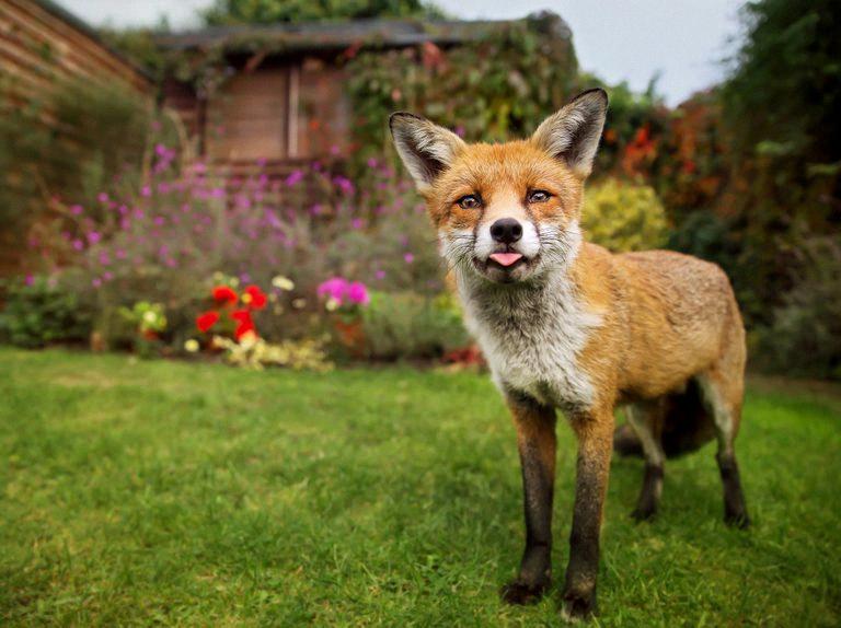 The Unique Bark of Foxes