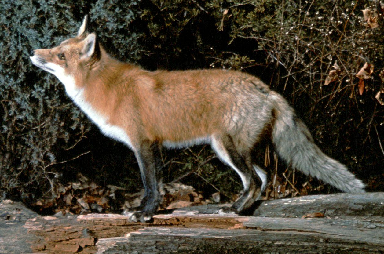 fox bark sound