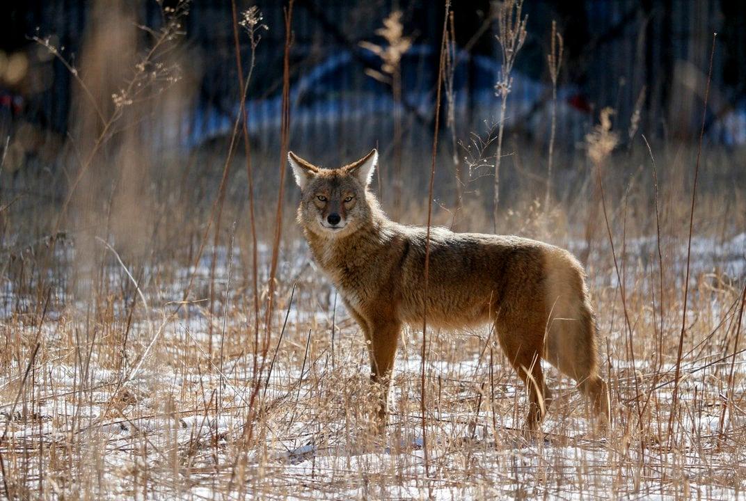 Fox-Coyote Hybrids: Is this a Real Thing?