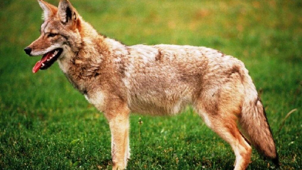 fox coyote hybrid