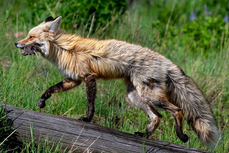 fox coyote hybrid