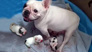 french bulldog natural birth 1 1