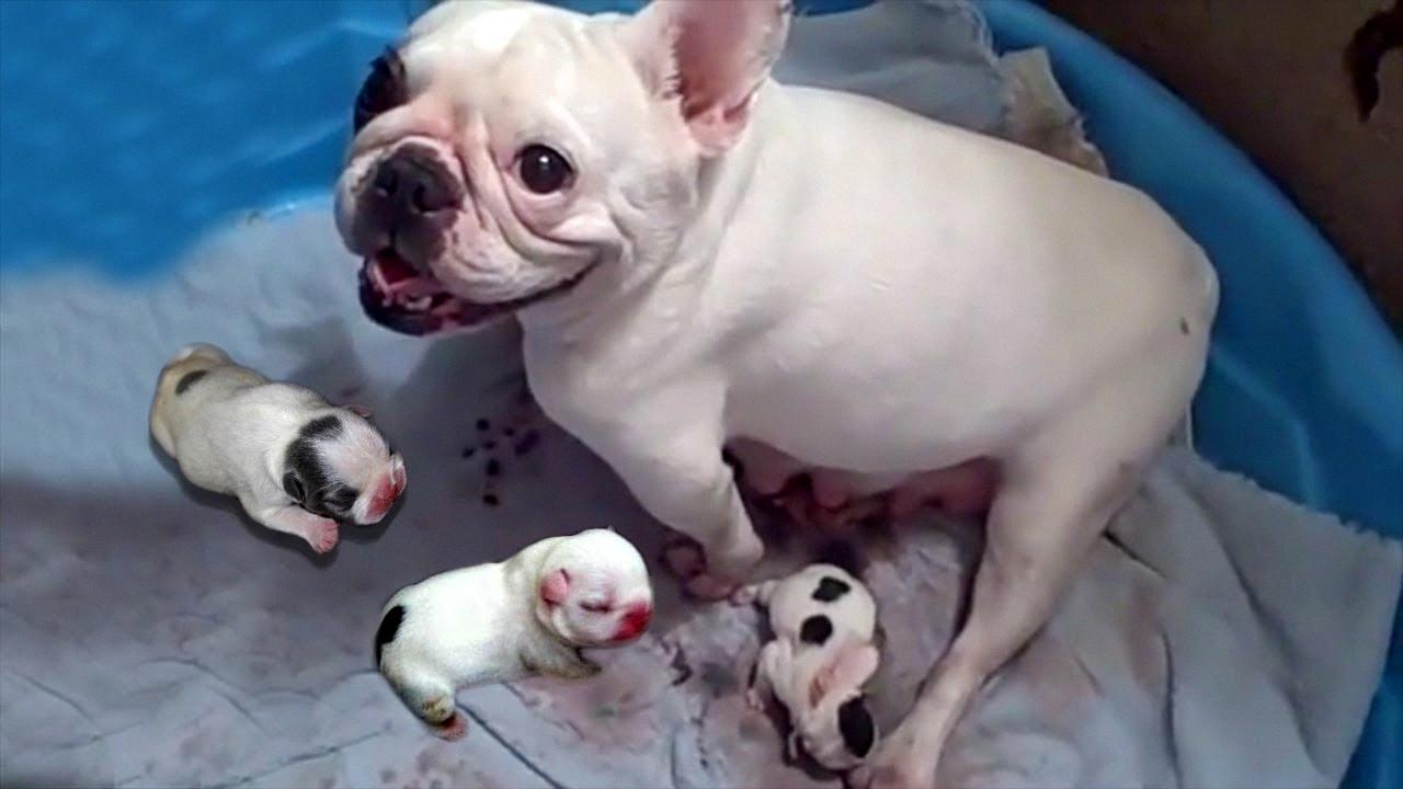 french bulldog natural birth