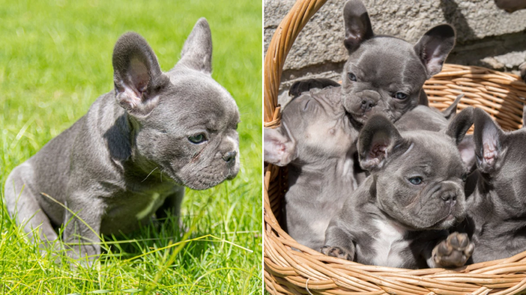 french bulldog litter 1680865182