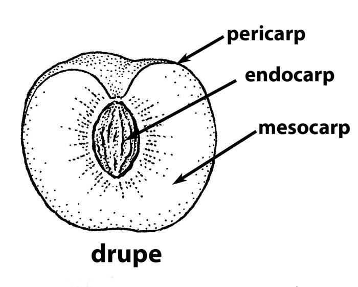 fruits that are drupes