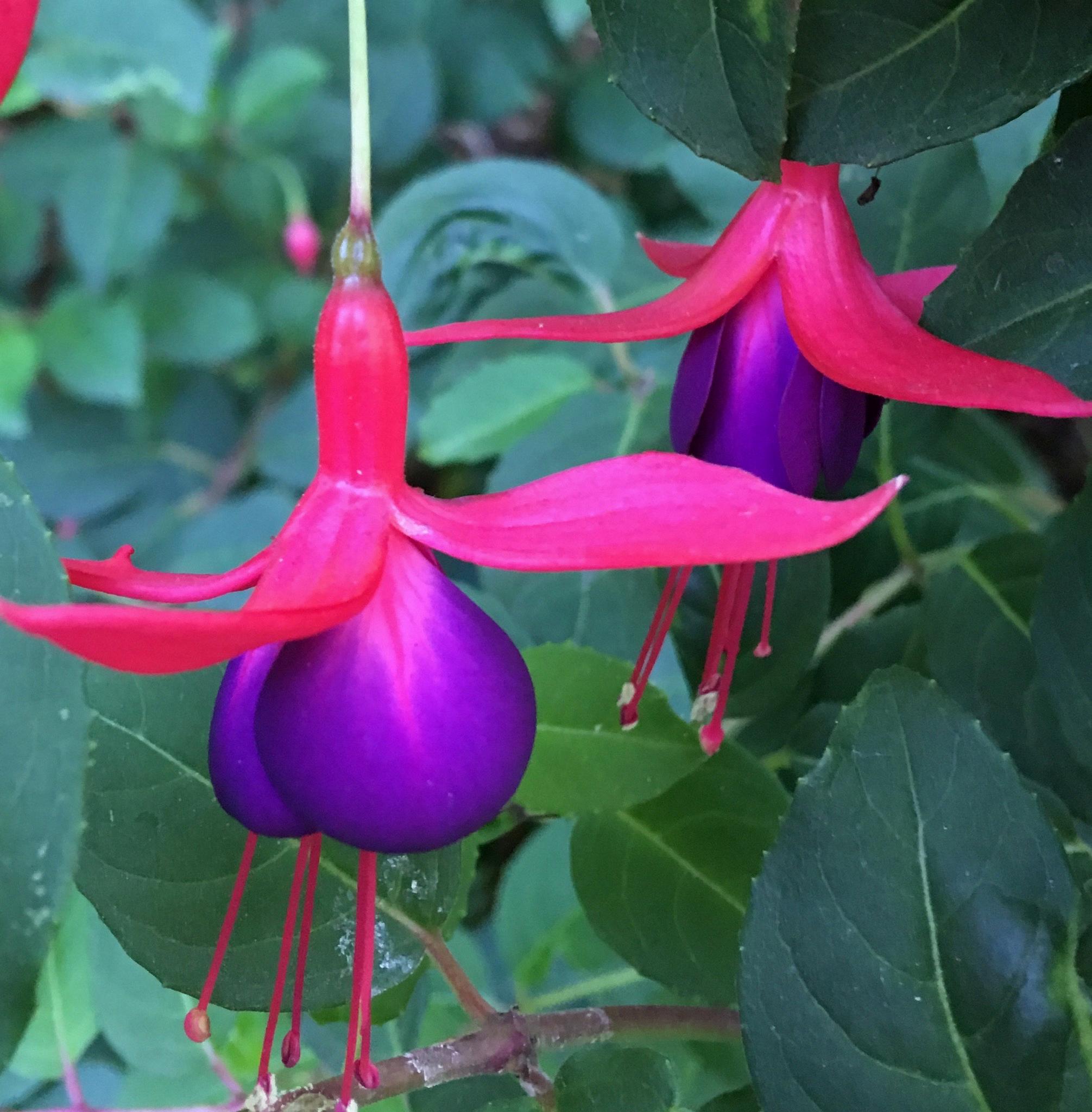 fuchsia toxic to dogs