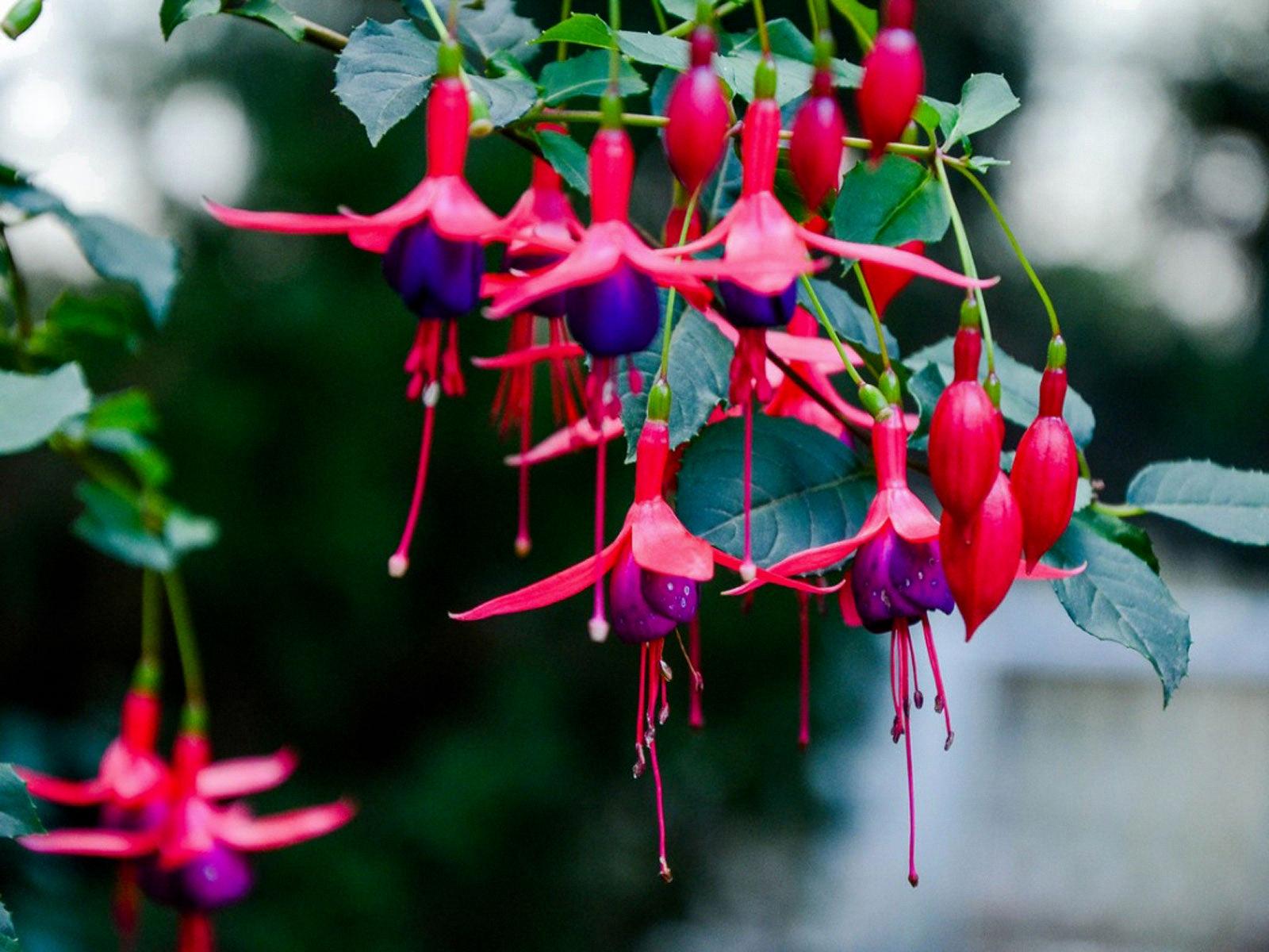 fuchsia toxic to dogs