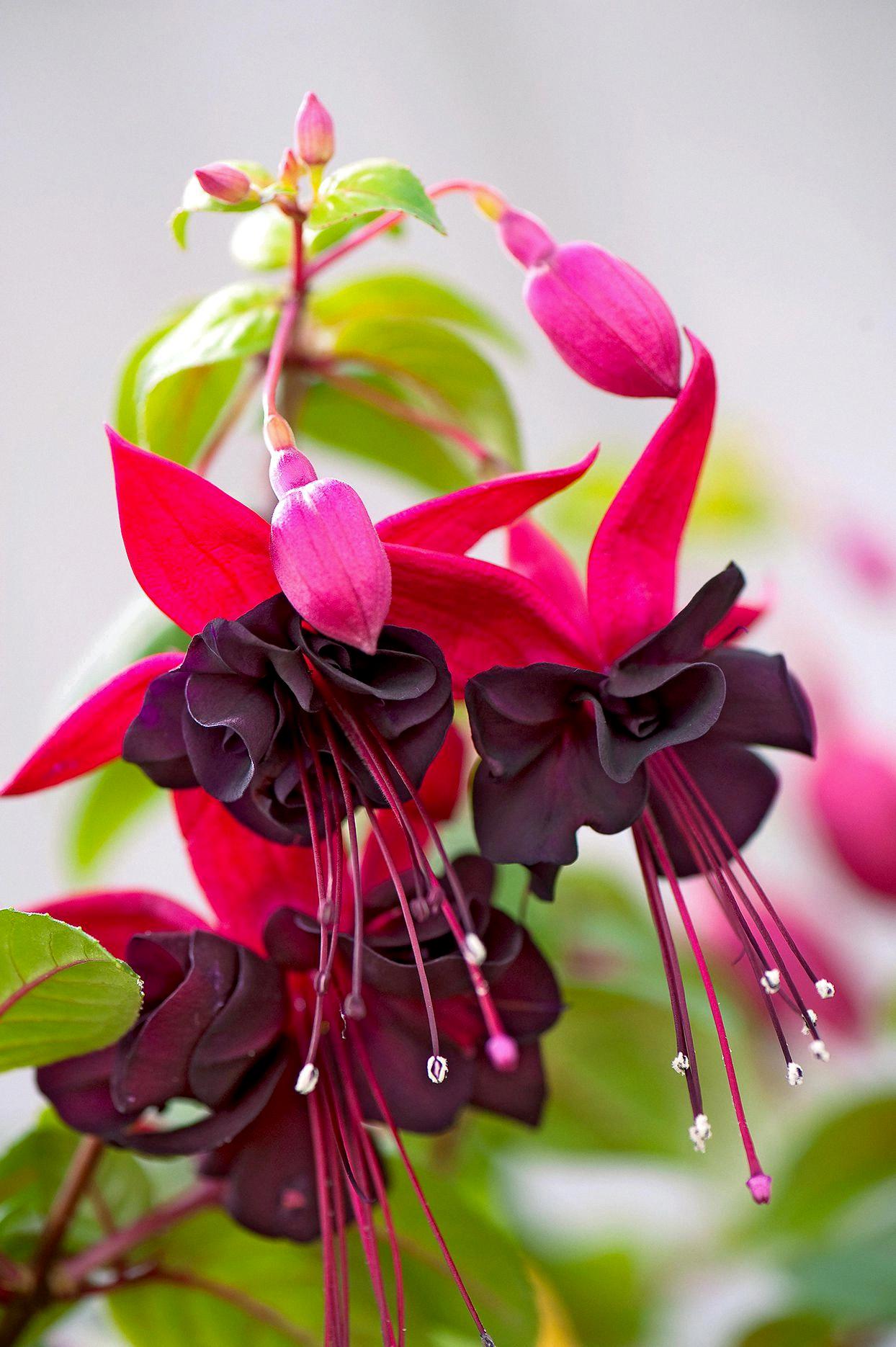 fuchsia toxic to dogs