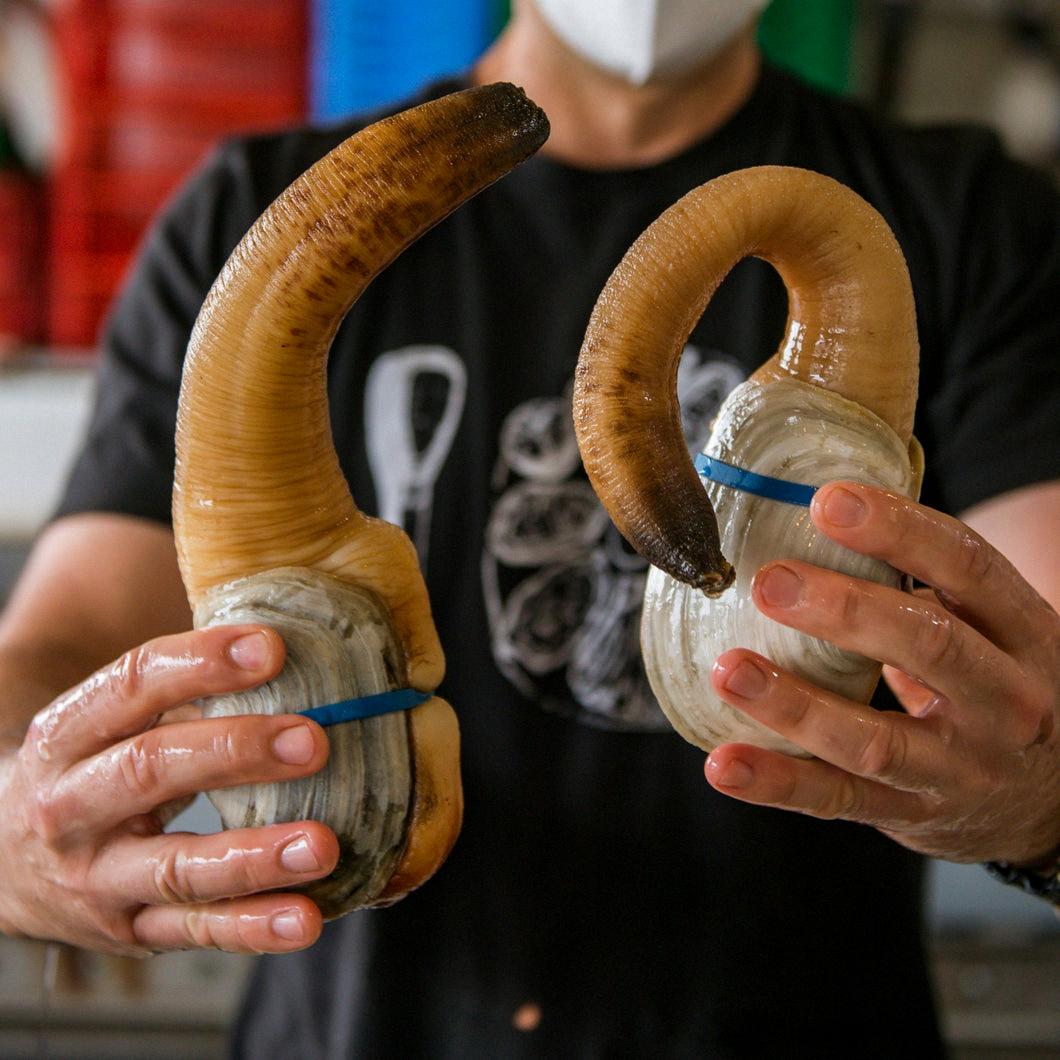 geoduck alive