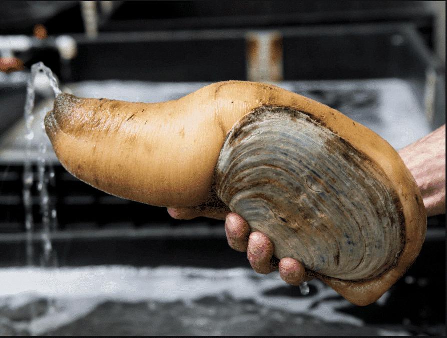 geoduck alive