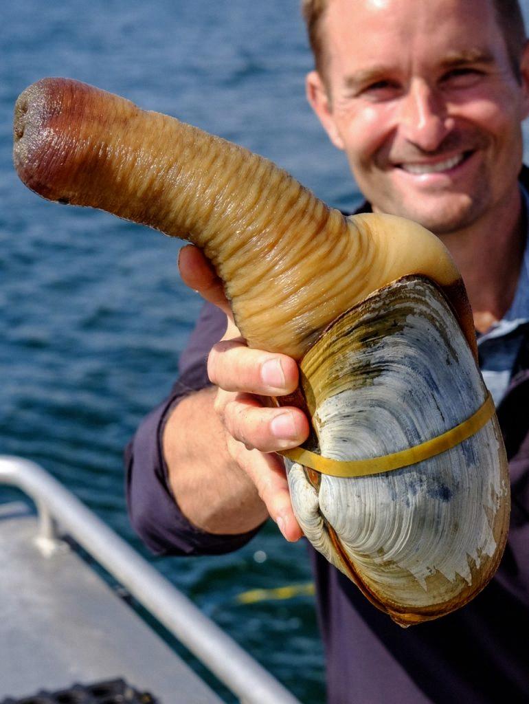 geoduck alive