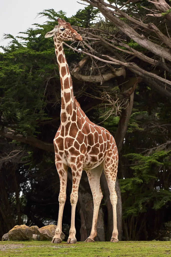 giraffe 1682210884