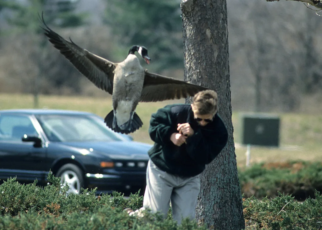 goose bite human 1681001355