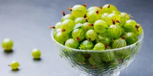 gooseberries illegal to grow 1 1
