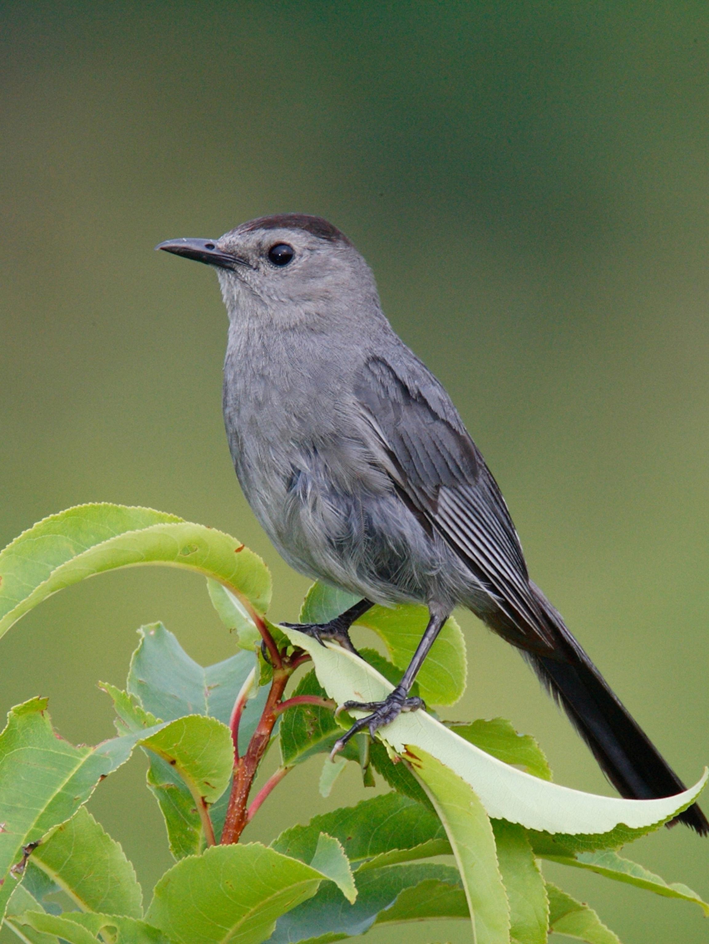 gray bird with black head