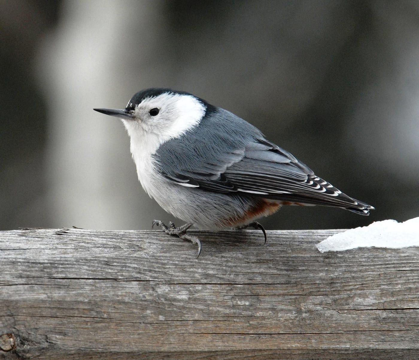 gray bird with black head