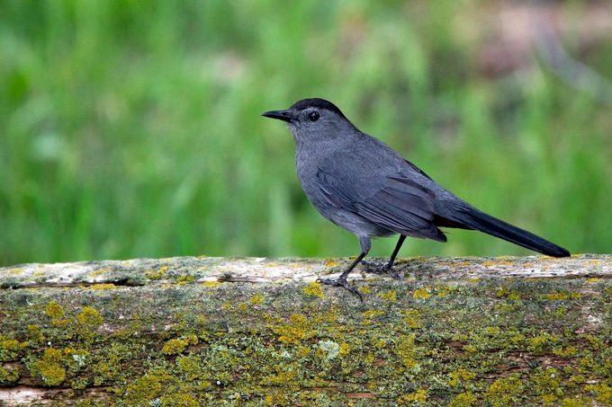 gray bird with black head