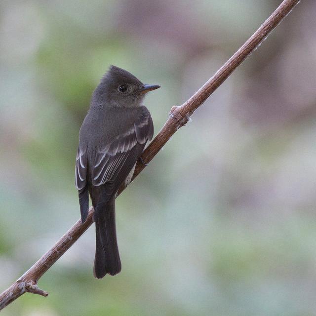 gray bird with black head