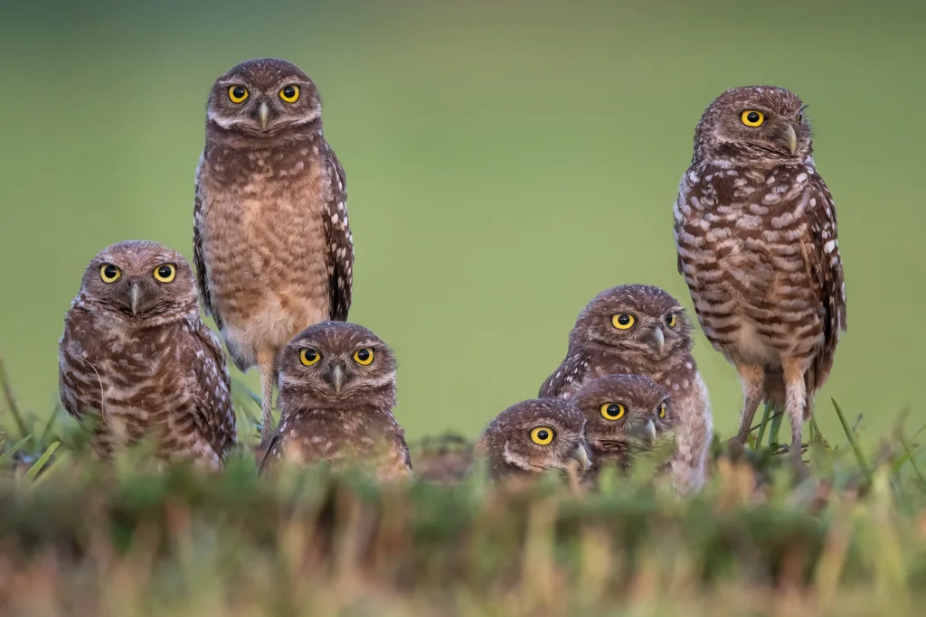 group of owls 1681030796