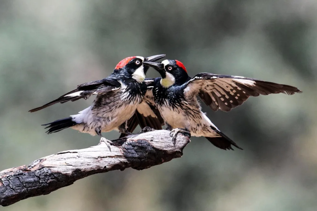 group of woodpeckers 1681030832