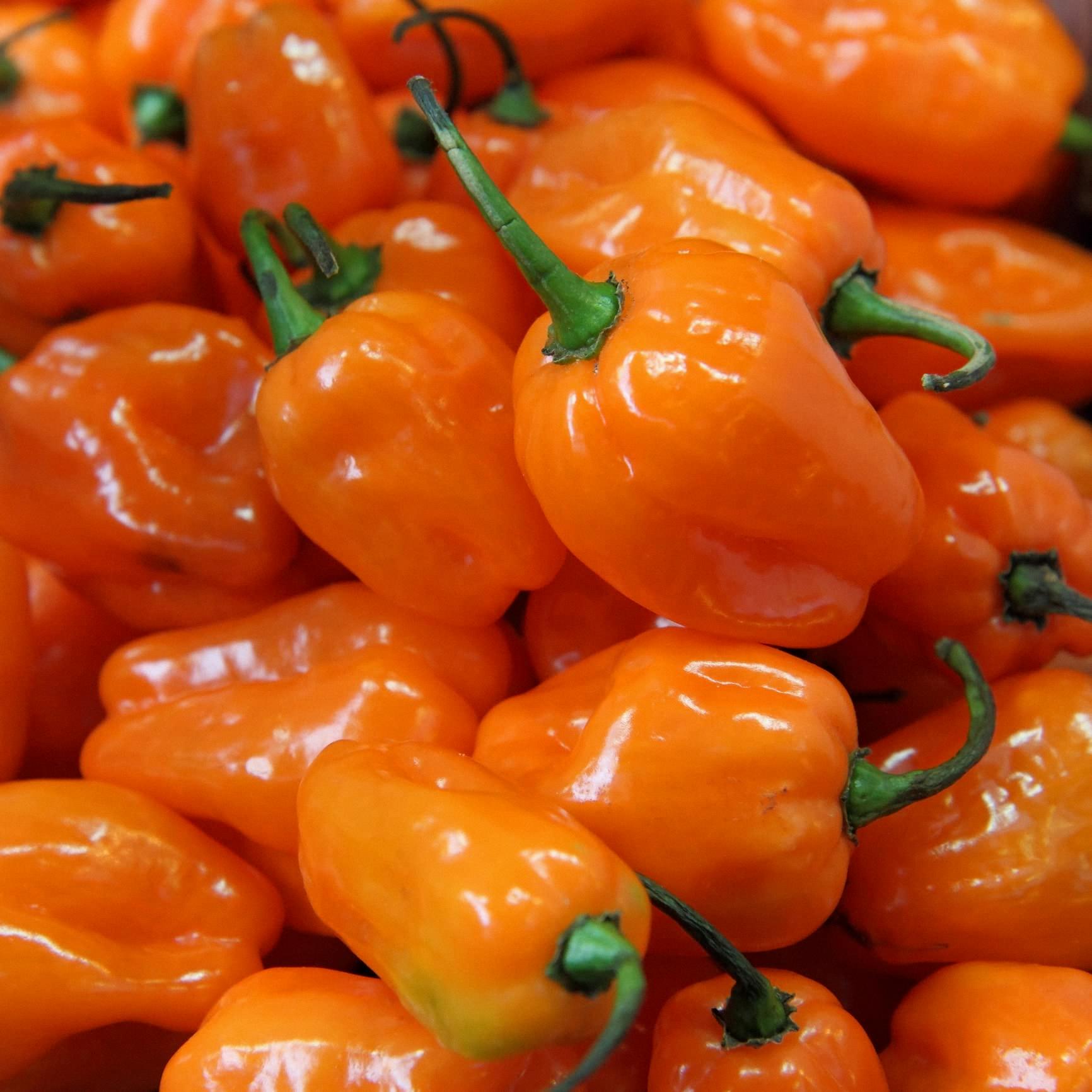 habanero poisoning