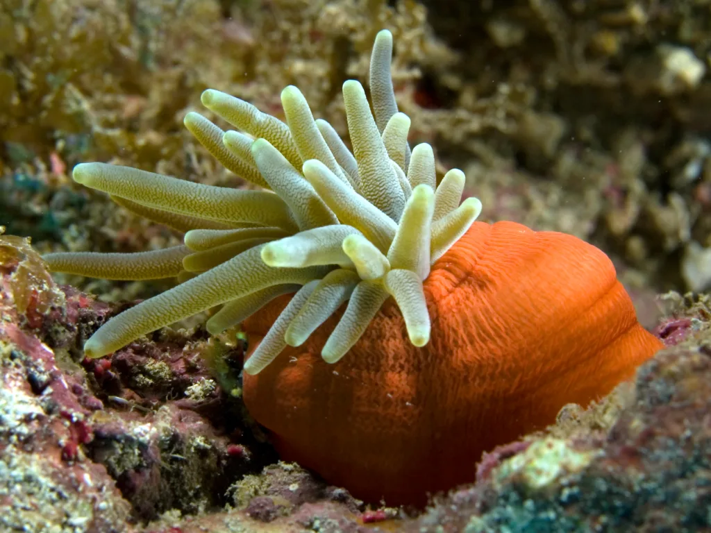 haitian reef anemone 1681288229