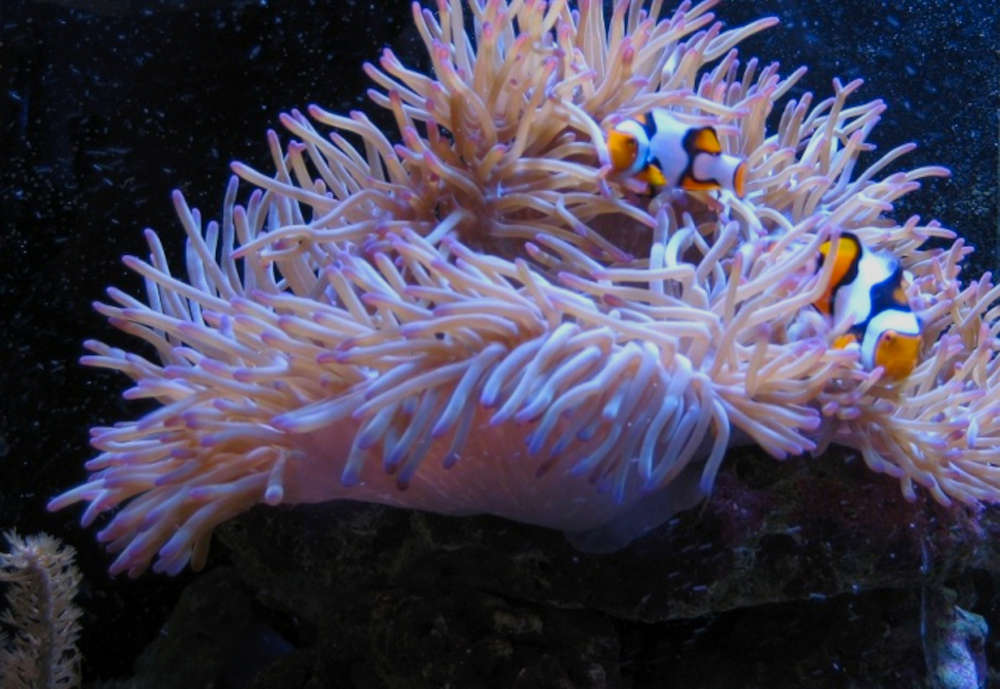 haitian reef anemone 1681288231
