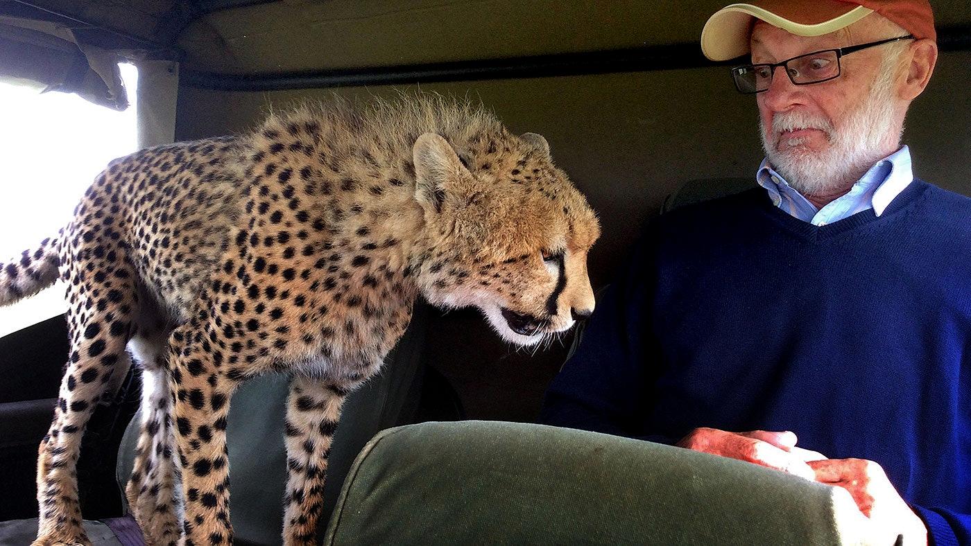 Cheetah - A Menace to Humans?