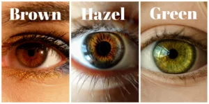 hazel brown eyes 1 1