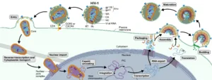 hiv lysogenic 1 1