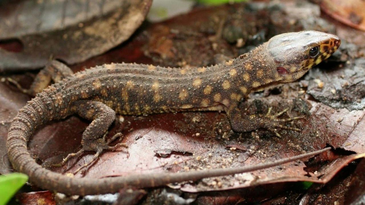 The Deadly YellowSpotted Lizards of 'Holes'