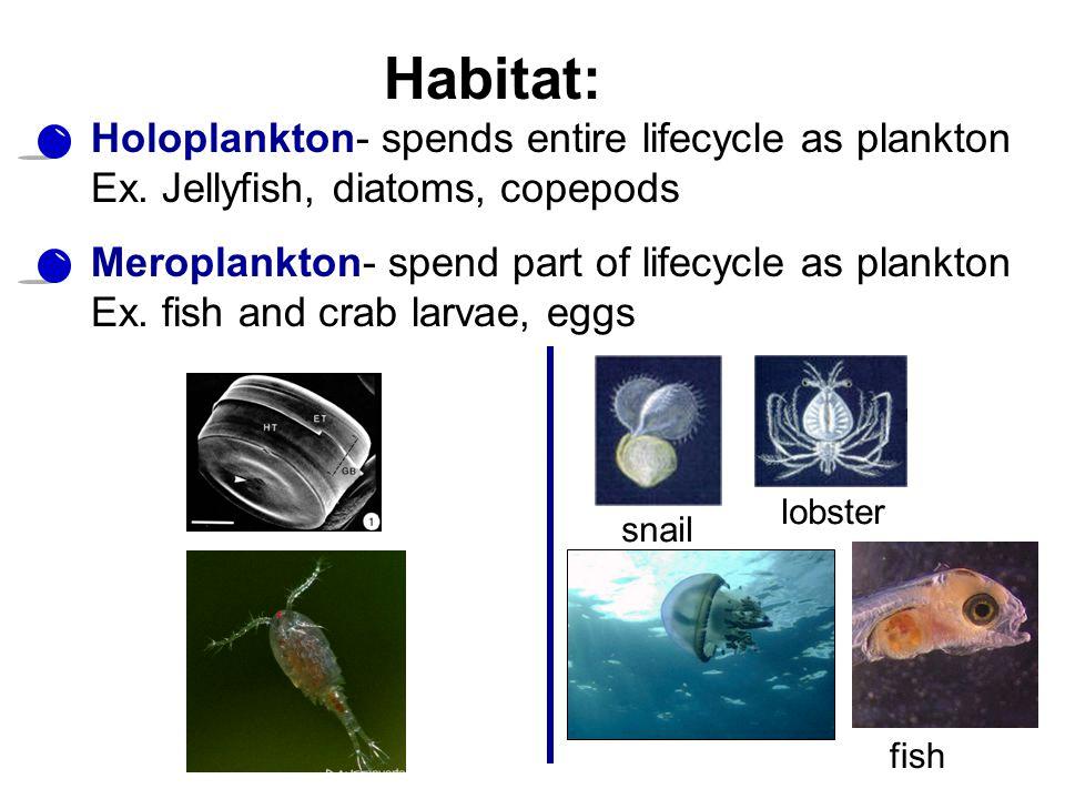 holoplankton vs meroplankton