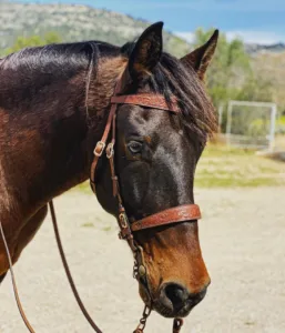 horse from hidalgo 1 1