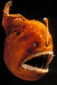 how big are anglerfish 1 1