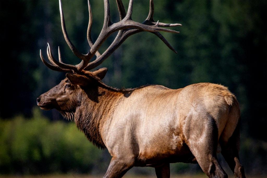 how big are elk