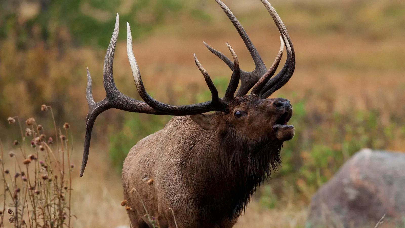 how big are elk