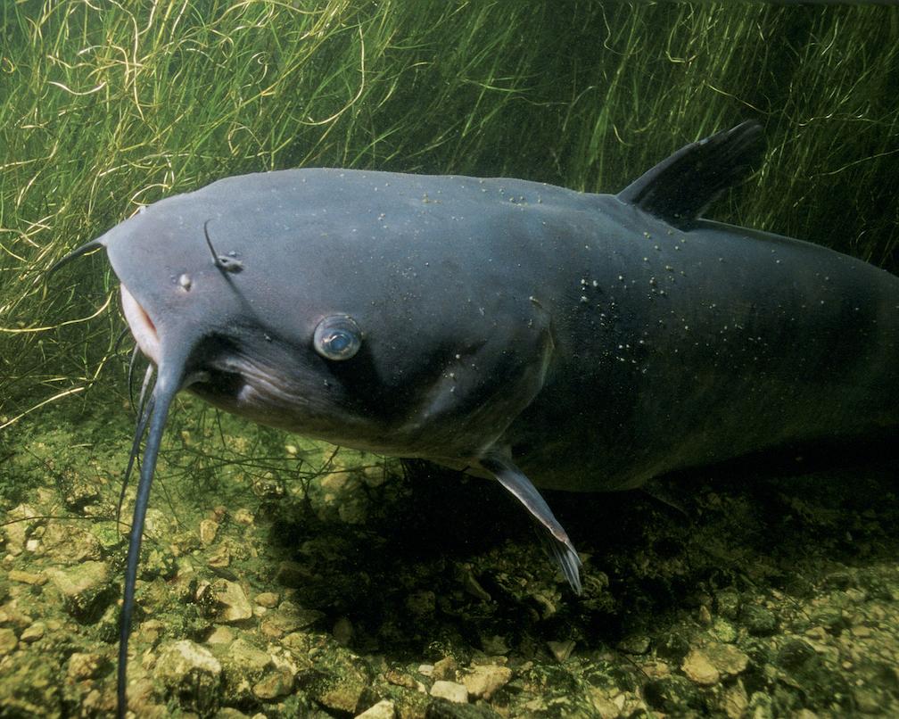 how big catfish can get