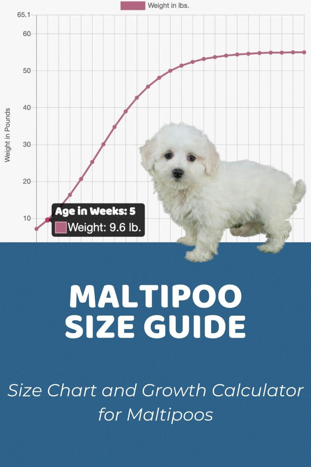 how big do maltipoos get