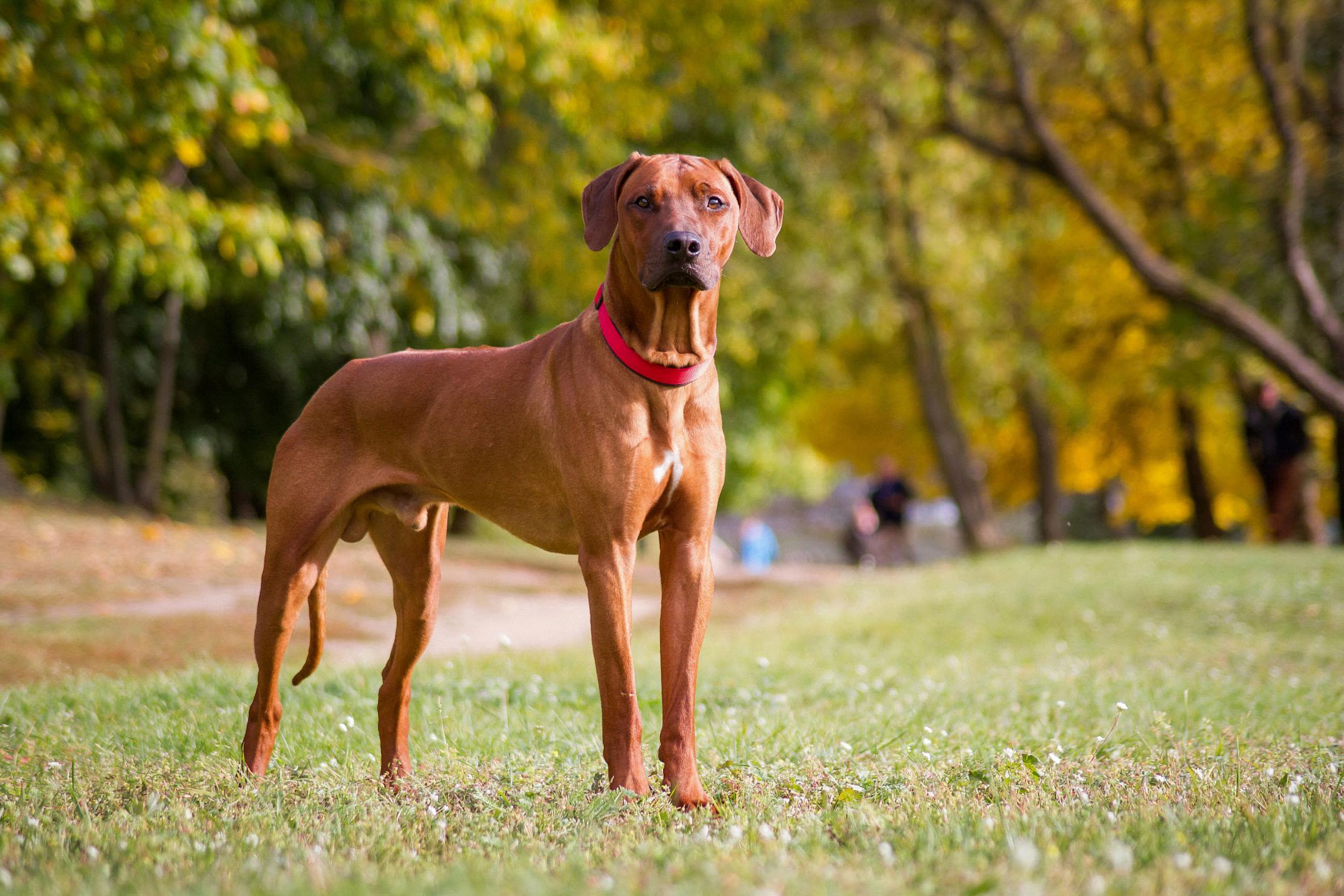 how big is a dogs brain 2