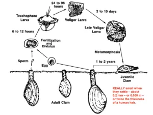 how do clams reproduce 1 1