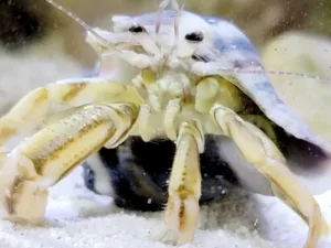 how do hermit crabs mate 1 1