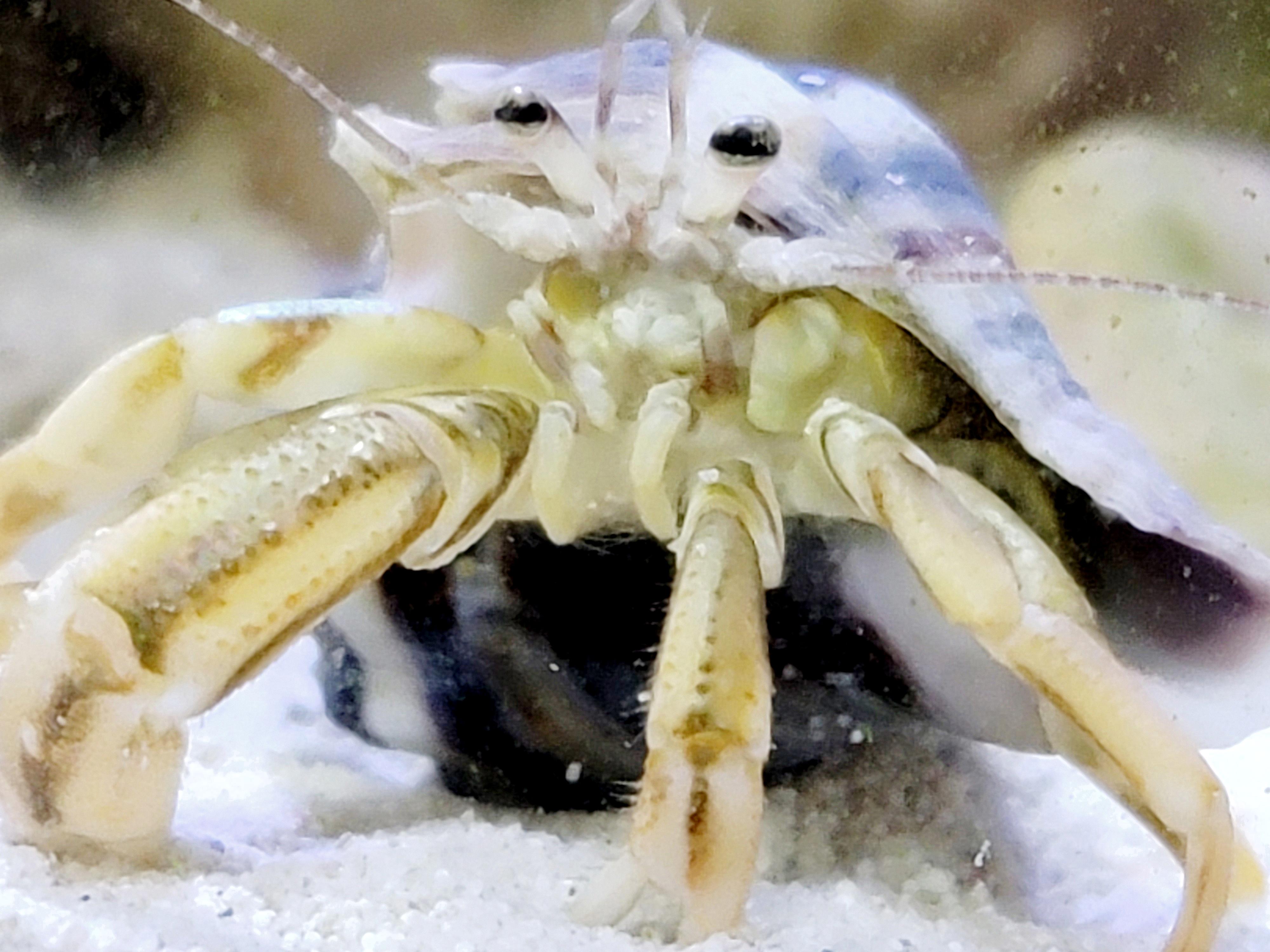 how do hermit crabs mate