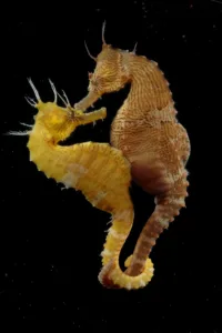 how do seahorses mate 1 1