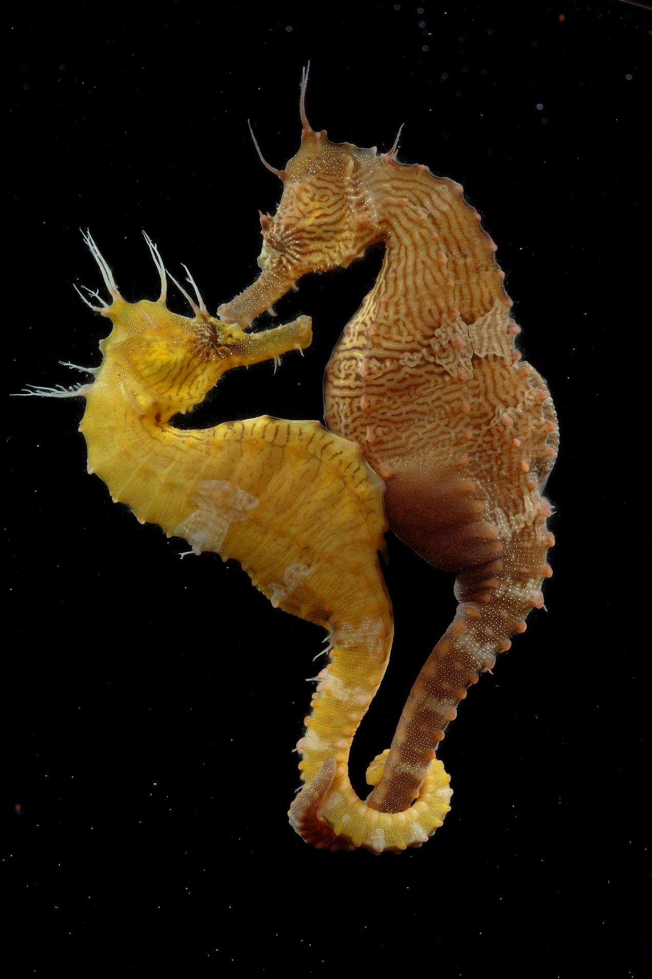 how do seahorses mate