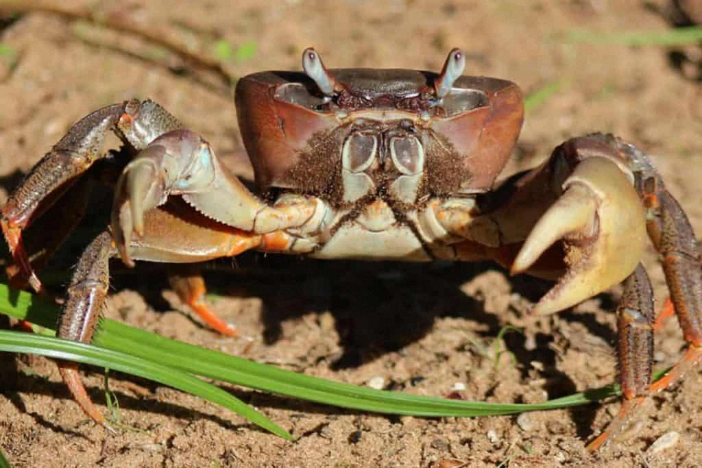 Crabs and Their Amazing Respiratory System
