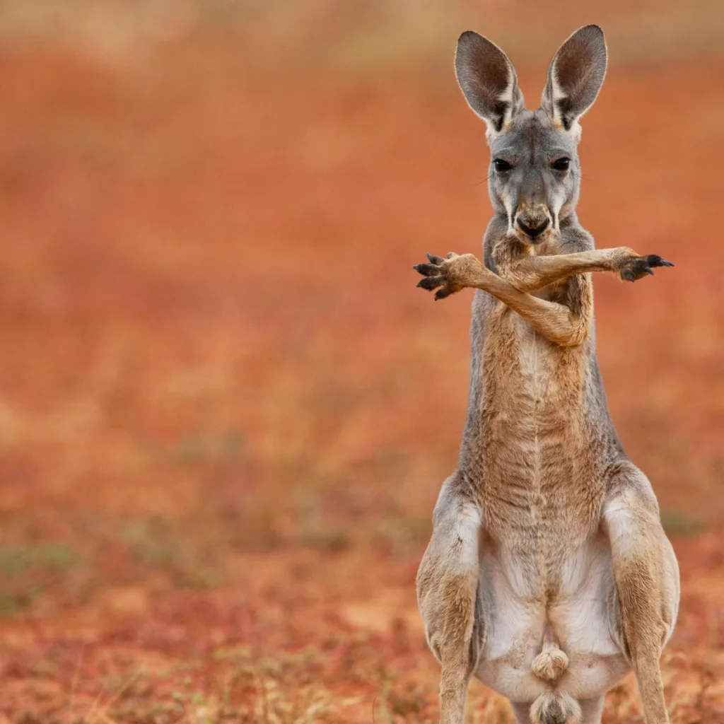 The Birth of A Baby Kangaroo - A Wonderful Process